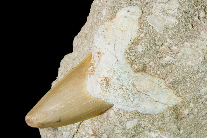 Otodus Shark Tooth Fossil in Rock - Eocene #139933